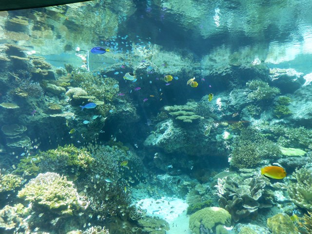 美ら海水族館１